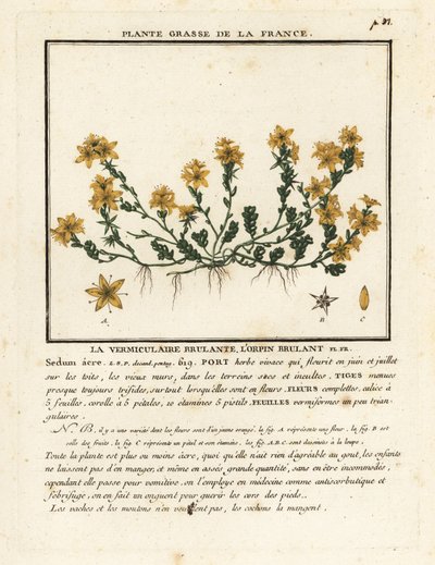 Orpin âcre, Sedum acre - Unbekannter Künstler