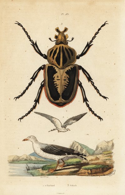 Scarabée goliath, Goliathus goliatus, et goéland cendré, Larus canus - Unbekannt