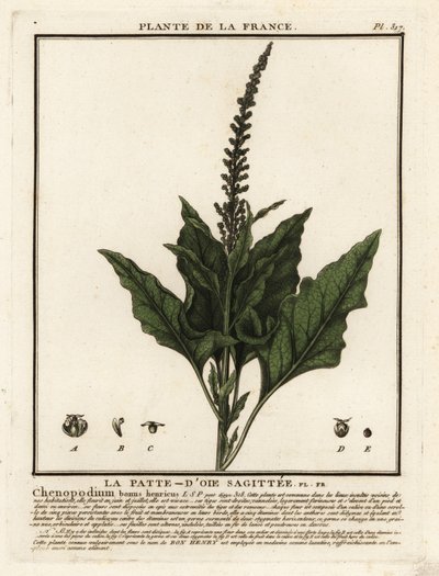 Chénopode Bon-Henri - Unbekannter Künstler