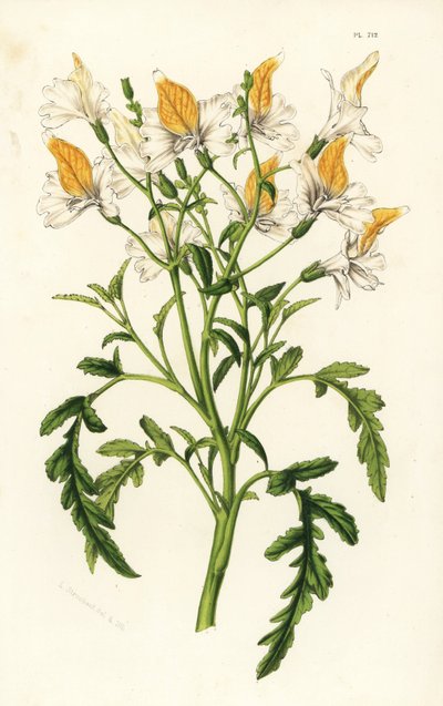 Schizanthus de Graham, Schizanthus grahamii. Lithographie en couleur de Louis van Houtte et Charles Lemaire, Flore des Serres et des Jardins de l