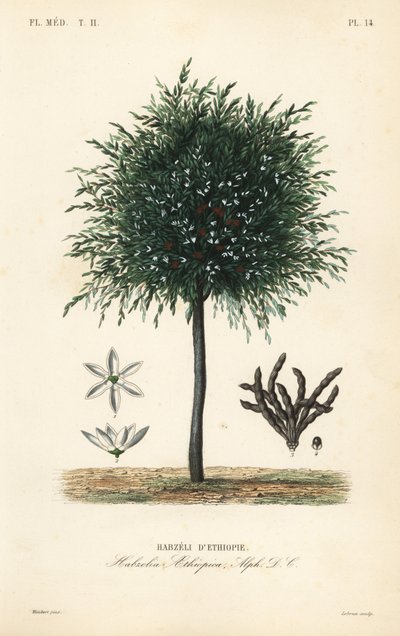 Habzeli d