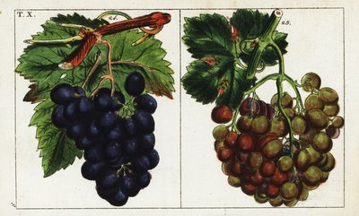 Variétés de raisin, Vitis vinifera - Unbekannter Künstler