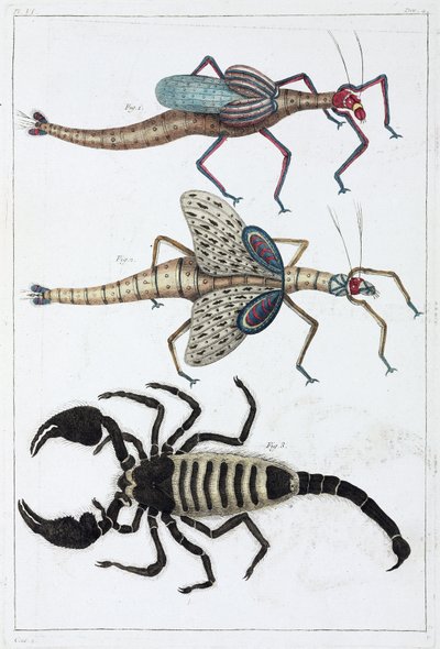 Sauterelles et scorpion - Unbekannt