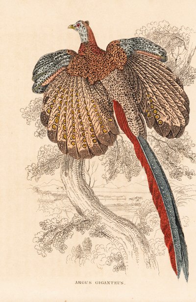 Grand faisan argus, Argusianus argus (Argus giganteus). Lithographie en couleur de la Galerie d