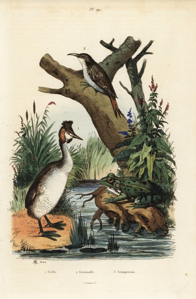 Grèbe huppé, Podiceps cristatus, grenouille verte, Pelophylax esculentus, et grimpereau des jardins, Certhia familiaris - Unbekannt