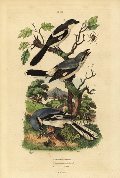 Pie-grièche grise, Lanius excubitor, pie-grièche à dos gris, Lanius excubitoroides, et pie-grièche fiscale, Lanius collaris - Unbekannt