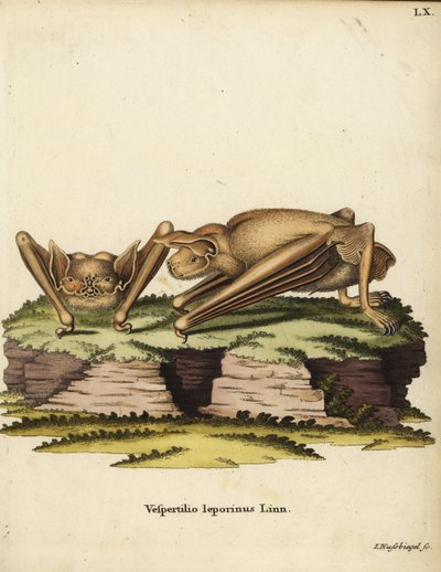 Grande chauve-souris bulldog, Noctilio leporinus. Vespertilio leporinus Linn. Gravure sur cuivre en couleur par Johann Nussbiegel de l
