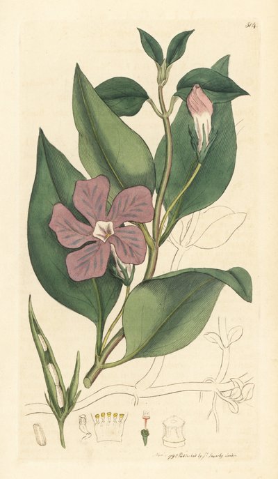 Grande pervenche, Vinca major - Unbekannter Künstler