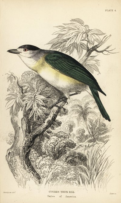 Becard à dos vert, Pachyramphus viridis (Becard de Cuvier, Pachyrhynchus cuvierii). Gravure sur acier coloriée à la main par William Lizars d