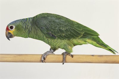 Perroquet vert marchant sur une barre en bois, vue de côté - Unbekannt