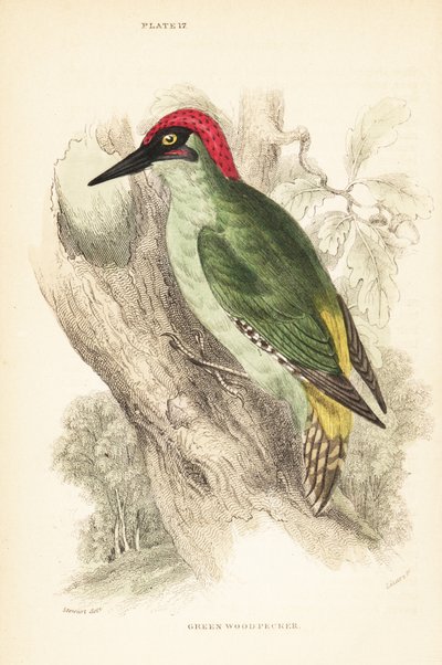 Pic vert, Picus viridis, perché sur un arbre. 1889 (gravure) - Unbekannter Künstler
