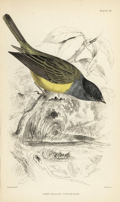 Gobemouche canari à tête grise, Culicicapa ceylonensis (Gobemouche à tête grise, Cryptolopha poiocephala). Gravure sur acier coloriée à la main par William Lizars d