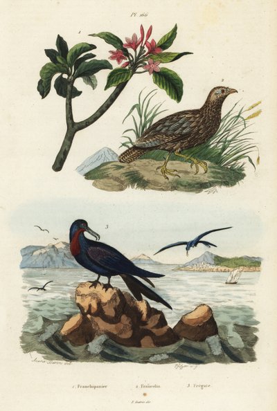 Francolin à ailes grises, Scleroptila afra, frégate du Pacifique, Fregata minor, et frangipanier rouge, Plumeria rubra - Unbekannt