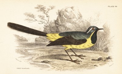 Bergeronnette des ruisseaux, Motacilla cinerea. 1889 (gravure) - Unbekannter Künstler