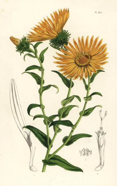 Grindelia grandiflora. Lithographie en couleur de Louis van Houtte et Charles Lemaire, Flore des Serres et des Jardins de l
