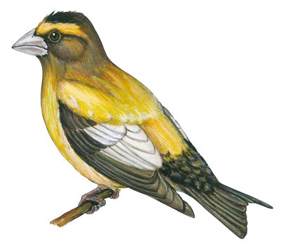 Gros bec errant - Gros-bec errant (Coccothraustes vespertinus) - Unbekannter Künstler