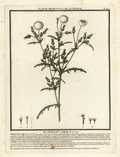 Séneçon commun, Senecio vulgaris - Unbekannter Künstler