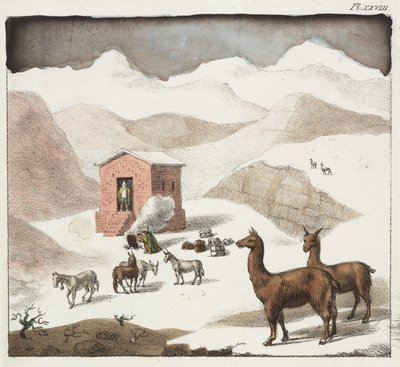 Guanacos, vallée des Cuevas, Andes, Chili - Unbekannter Künstler