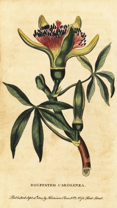 Châtaignier de Guyane, Pachira aquatica (gravure) - Unbekannter Künstler