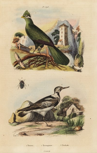 Touraco de Guinée, Tauraco persa, et torcol fourmilier, Jynx torquilla - Unbekannt