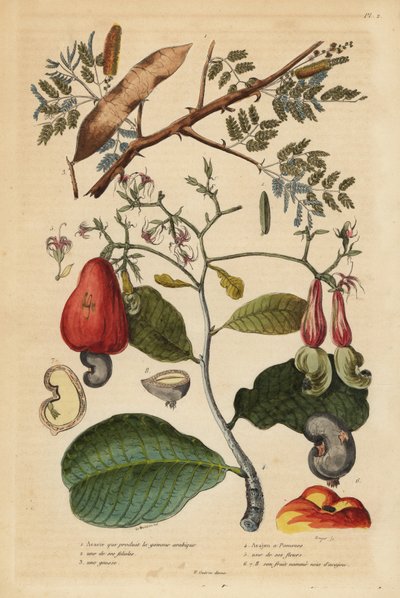 Gommier arabique, Senegalia senegal (Acacia verek) et anacardier, Anacardium occidentale - Unbekannt