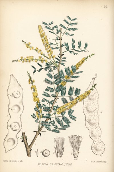 Gomme arabique, gomme verek ou hashab, Acacia senegal. Lithographie coloriée à la main par Hanhart d