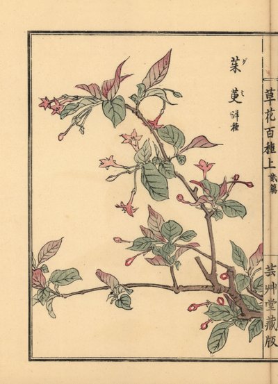Gumi, natsugumi ou cerisier argenté, Elaeagnus multiflora. Populaire comme plante ornementale ou bonsaï. Gravure sur bois coloriée à la main par Kono Bairei de Kusa Bana Hyakushu (Cent Variétés de Fleurs), Tokyo, Yamada - Unbekannter Künstler