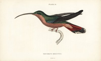 Colibri à pattes velues, Glaucis hirsutus (Ermite à poitrine rousse, Trochilus hirsutus). Gravure sur acier colorée par William Lizars de la Naturalist