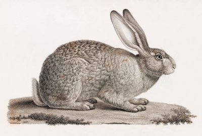 Lièvre d