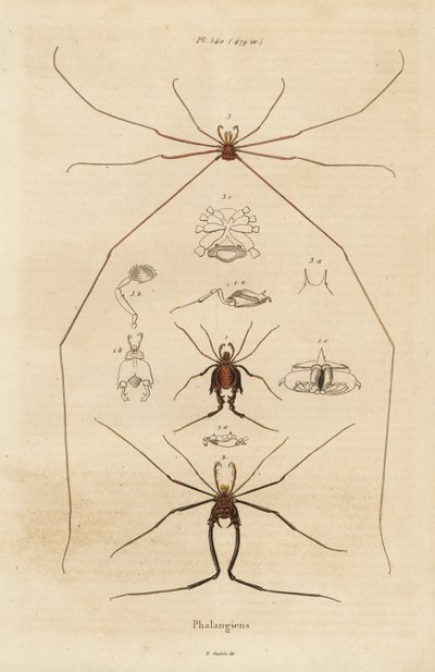 Faucheurs, faucheurs ou faucheux, espèces d