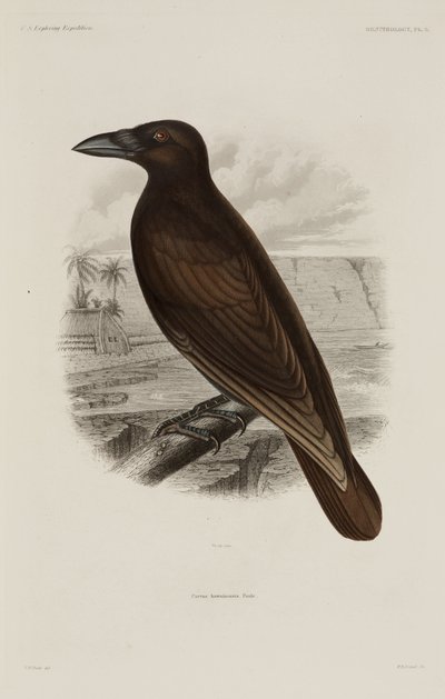 Corbeau hawaïen - Unbekannter Künstler