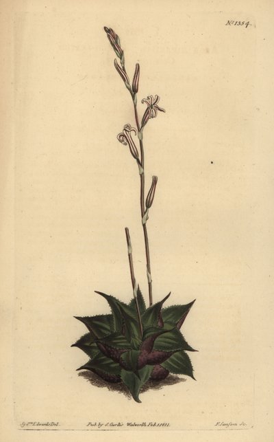 Haworthia mirabilis (Aloe à feuilles rugueuses, Aloe mirabilis) - Unbekannt