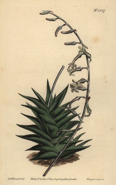 Haworthia viscosa (Aloe à feuilles rigides, Aloe rigida) - Unbekannt