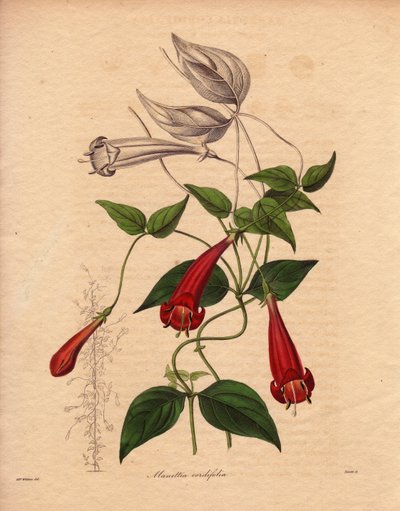 Manettie à feuilles de cœur (Manettia cordifolia), illustration par Augusta Innes Withers, dans The Botanist, série par Benjamin Maund - Unbekannter Künstler