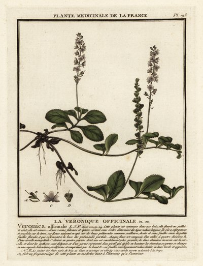 Véronique officinale, Veronica officinalis - Unbekannter Künstler