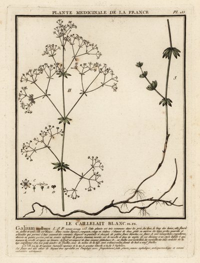 Gaillet mollugine, Galium mollugo - Unbekannter Künstler