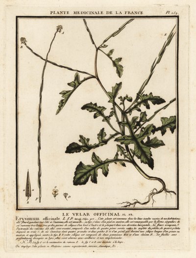 Sisymbre officinal, Sisymbrium officinale - Unbekannter Künstler