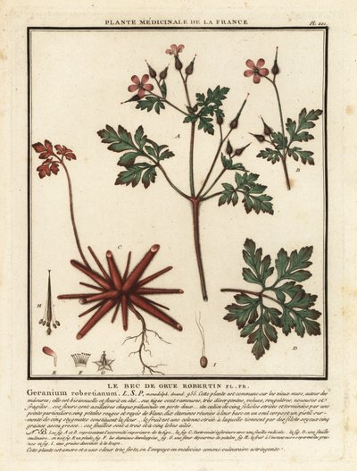 Herbe à Robert, Geranium robertianum - Unbekannter Künstler