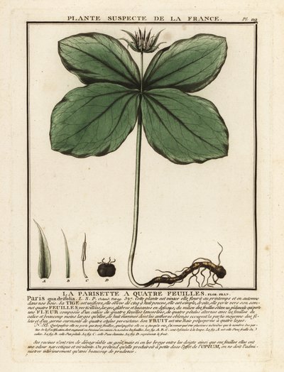 Herbe-à-paris, Paris quadrifolia - Unbekannter Künstler