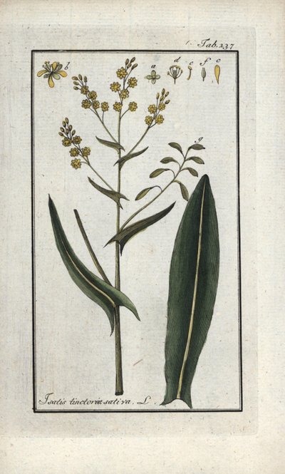 Herbe de Saint-Philippe (Isatis tinctoria sativa). Lithographie de « Afbeelding der Artseny-Gewassen » par Johannes Zorn (1739-1799), Pays-Bas - Unbekannter Künstler