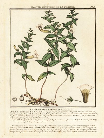 Herbe de grâce, Gratiola officinalis - Unbekannter Künstler