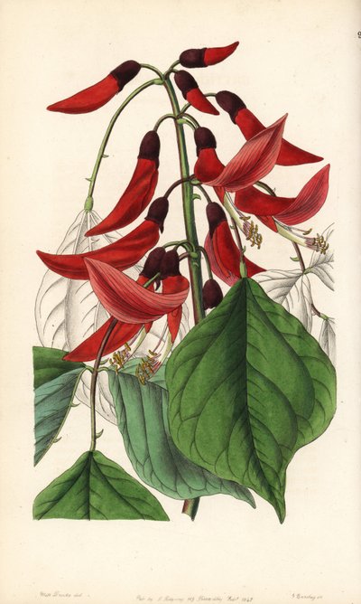 Erythrine herbacée ou de Caroline - Erythrina x bidwillii. Hybride de Erythrina herbacea avec Erythrina cristagalli. Gravure sur cuivre coloriée à la main par George Barclay d
