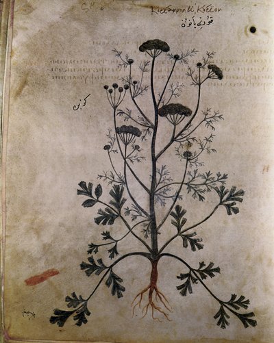 Coriandre des herbiers - Unbekannt