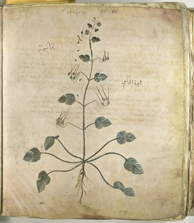 Herbes Géranium - Unbekannt