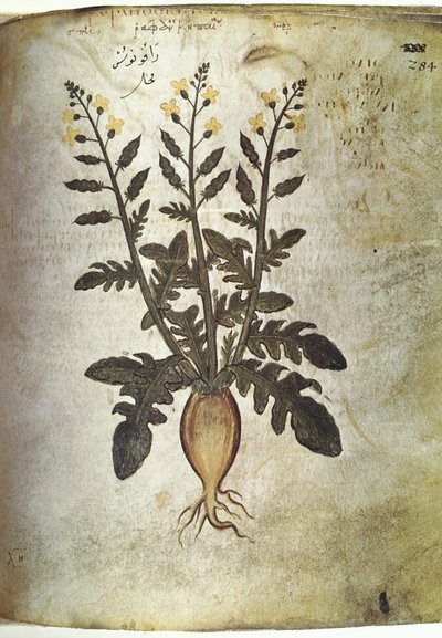 Navet (radis) des herbiers - Unbekannt