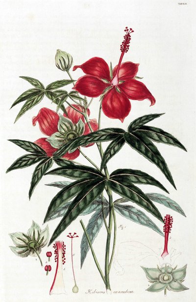 Hibiscus - Unbekannt