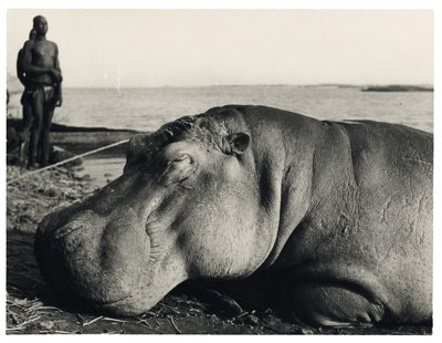 Hippopotame - Unbekannter Künstler