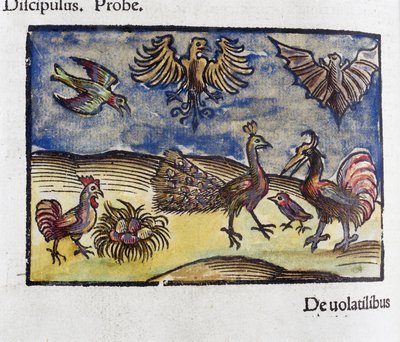 Histoire naturelle, zoologie 16e siècle: oiseaux et chauves-souris - Unbekannt