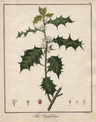Houx. Gravure sur cuivre coloriée, dans "Botanique Médicinale" (publiée à Berlin, Allemagne) - Unbekannter Künstler