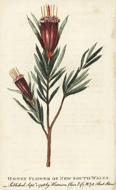 Fleur de miel de Nouvelle-Galles du Sud, Australie - Unbekannter Künstler